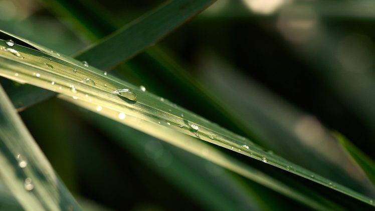 photography, Nature, Plants, Leaves, Macro, Water Drops HD Wallpaper Desktop Background