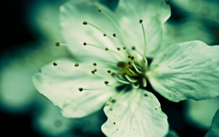photography, Nature, Plants, Macro, Flowers HD Wallpaper Desktop Background