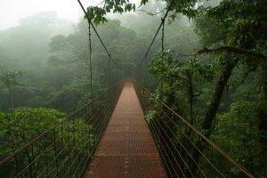 bridge, Nature, Mist