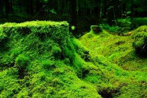nature, Moss, Plants, Forest, Trees, Leaves, Wood