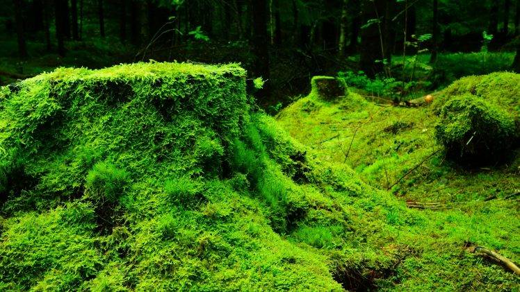nature, Moss, Plants, Forest, Trees, Leaves, Wood HD Wallpaper Desktop Background