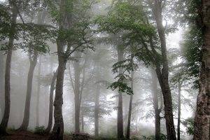 nature, Mist, Forest, Trees