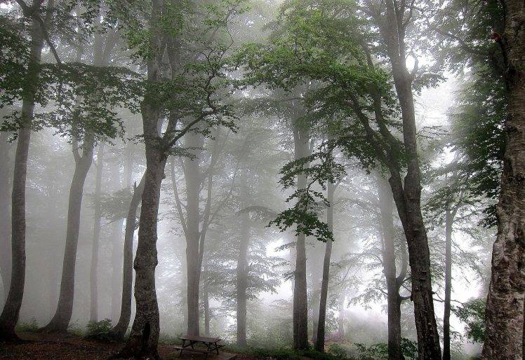 nature, Mist, Forest, Trees HD Wallpaper Desktop Background