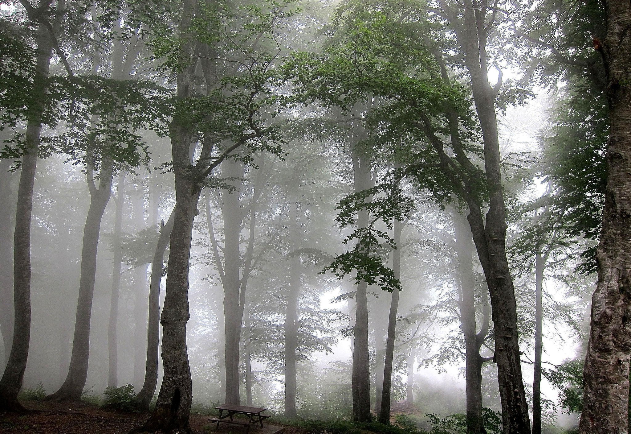 nature, Mist, Forest, Trees Wallpaper