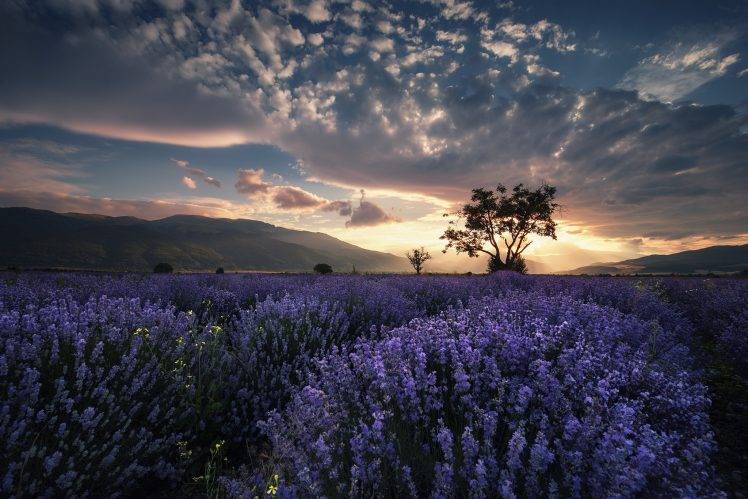 nature, Clouds, Flowers, Field HD Wallpaper Desktop Background