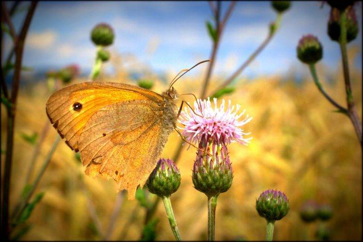nature, Butterfly, Thistles, Flowers, Macro HD Wallpaper Desktop Background