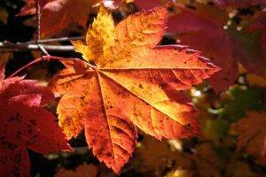 photography, Nature, Plants, Macro, Fall, Leaves