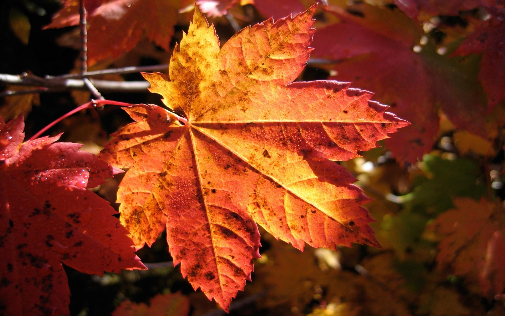 photography, Nature, Plants, Macro, Fall, Leaves ...