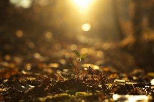 photography, Sunlight, Fall, Plants, Nature, Depth Of Field