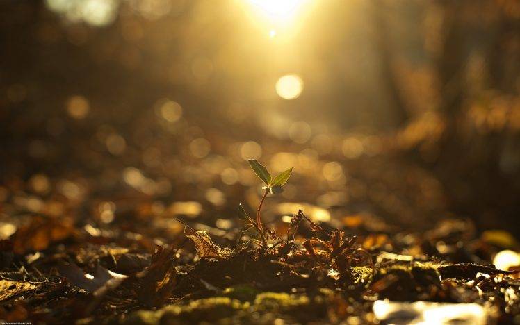 photography, Sunlight, Fall, Plants, Nature, Depth Of Field HD Wallpaper Desktop Background