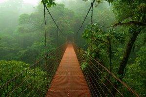 photography, Bridge, Forest, Rainforest, Nature, Trees