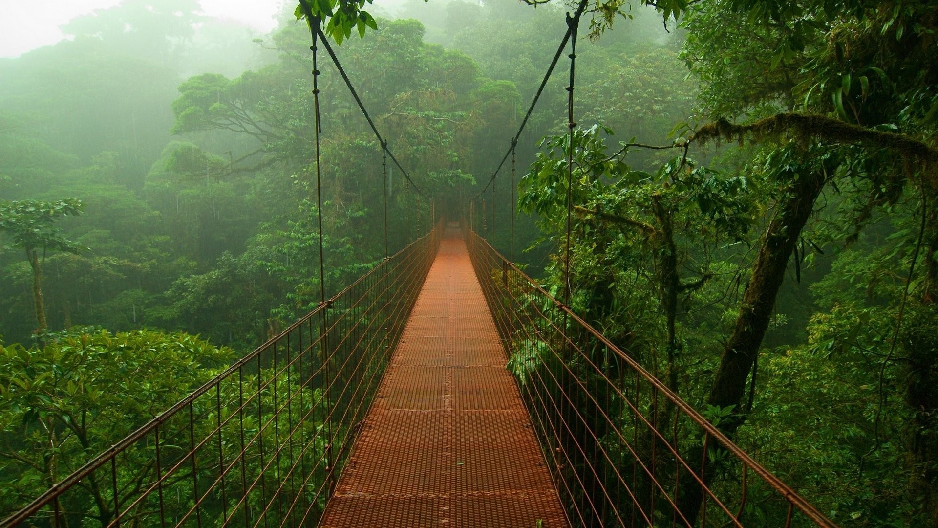 photography, Bridge, Forest, Rainforest, Nature, Trees Wallpaper