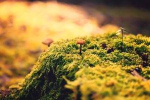 nature, Closeup, Green, Mushroom