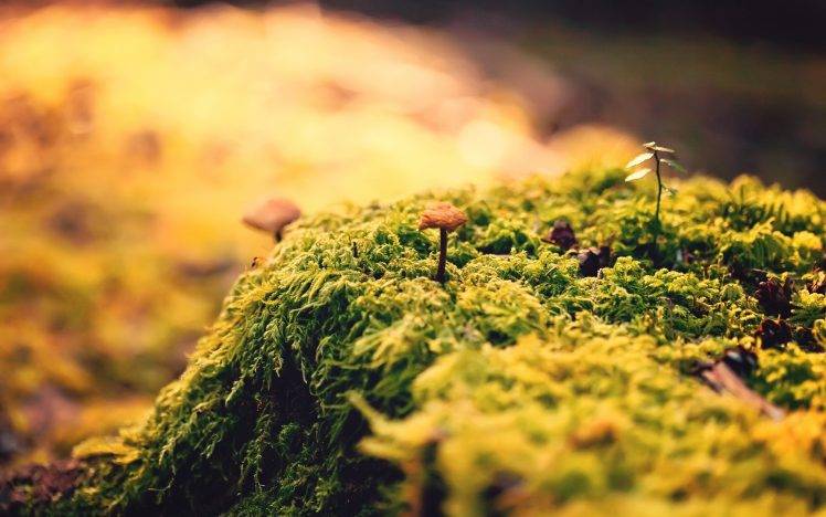 nature, Closeup, Green, Mushroom HD Wallpaper Desktop Background
