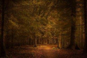 nature, Landscape, Forest, Path, Trees, Fall, Leaves, Atmosphere, Sunlight