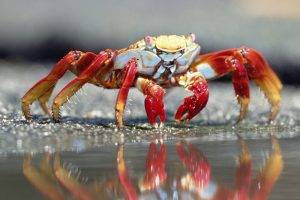 nature, Depth Of Field, Macro, Closeup, Crabs, Sea, Sand, Reflection, Claws