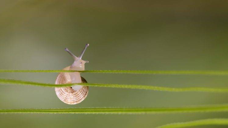 nature, Depth Of Field, Macro, Closeup, Snail, Simple, Green HD Wallpaper Desktop Background