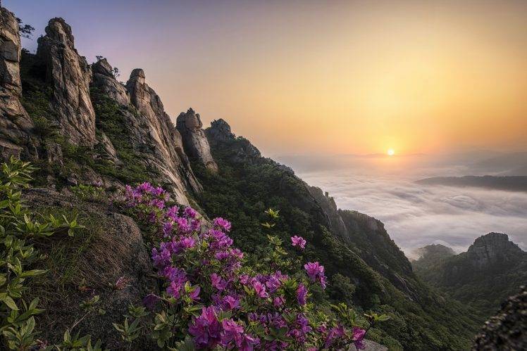 nature, Landscape, Sunrise, Purple, Flowers, Mountain, Clouds, Mist, Sunlight HD Wallpaper Desktop Background