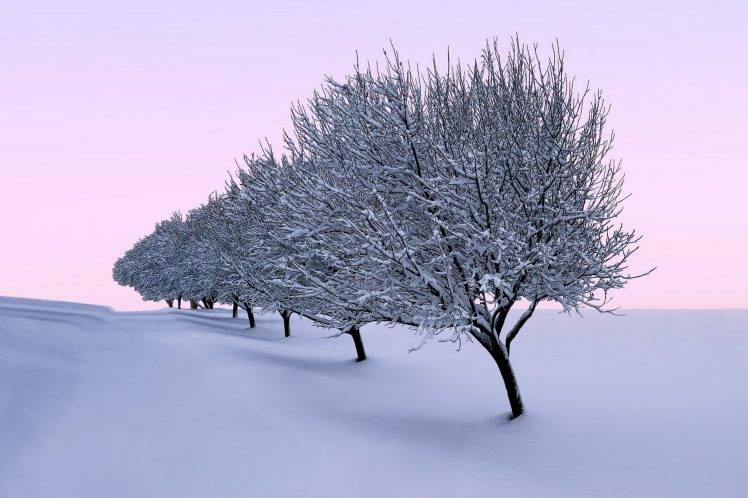 trees, Seasons, Landscape, Nature, Winter HD Wallpaper Desktop Background