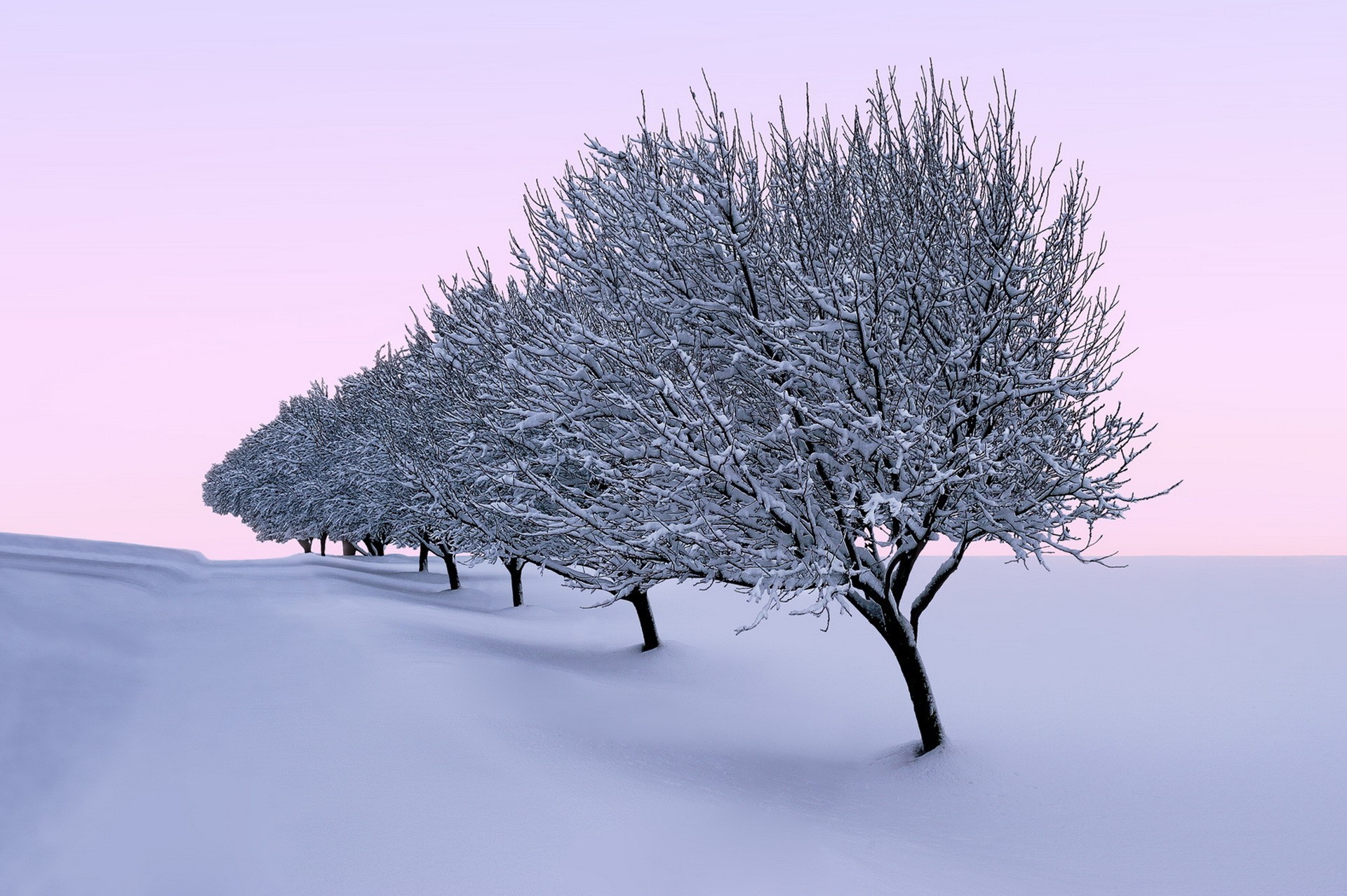 trees, Seasons, Landscape, Nature, Winter Wallpaper