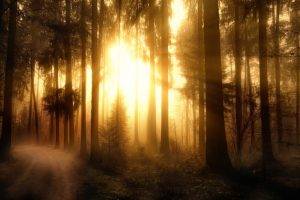 forest, Nature, Sunlight, Trees