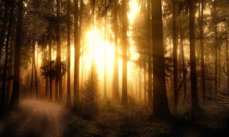 forest, Nature, Sunlight, Trees HD Wallpaper Desktop Background