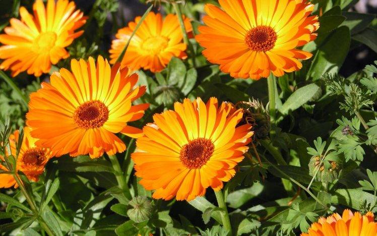photography, Nature, Plants, Flowers, Sunflowers HD Wallpaper Desktop Background