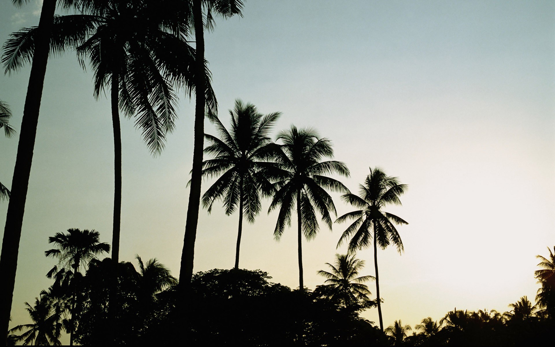 photography, Nature, Plants, Trees, Tropical, Palm Trees Wallpaper