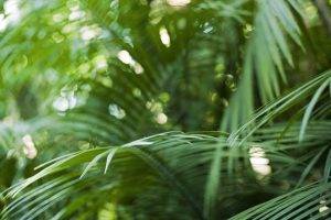 photography, Nature, Plants, Tropical, Depth Of Field, Ferns, Bokeh