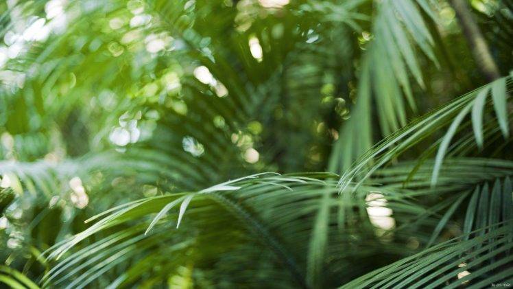 photography, Nature, Plants, Tropical, Depth Of Field, Ferns, Bokeh HD Wallpaper Desktop Background