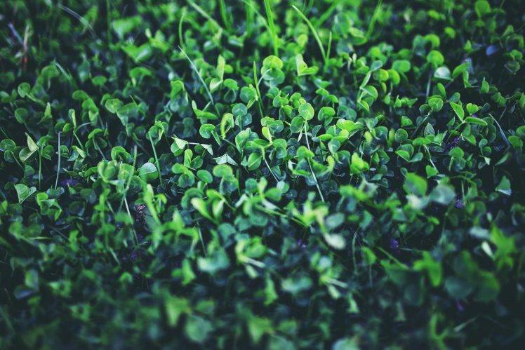 nature, Plants, Spring, Green, Clovers, Shamrock HD Wallpaper Desktop Background