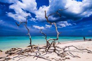 landscape, Nature, Beach, Sand, Tropical, Sea, Sky, Turquoise, Caribbean, Water, Clouds, Dead Trees, Cuba