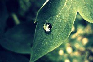 photography, Nature, Plants, Water Drops, Macro, Leaves