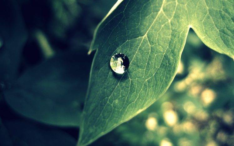 photography, Nature, Plants, Water Drops, Macro, Leaves HD Wallpaper Desktop Background
