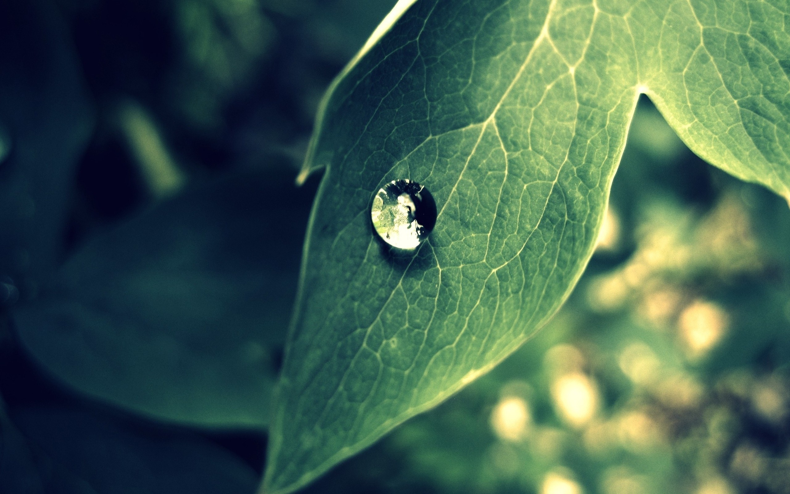 photography, Nature, Plants, Water Drops, Macro, Leaves Wallpaper