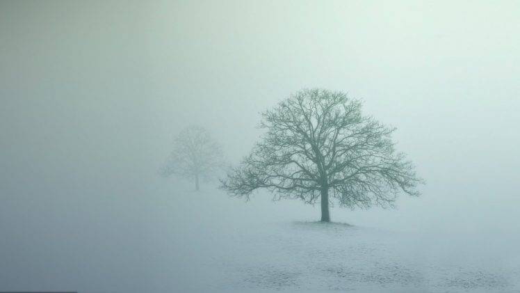photography, Nature, Landscape, Trees, Mist, Snow, Winter HD Wallpaper Desktop Background