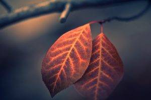 photography, Nature, Leaves, Macro, Branch, Fall
