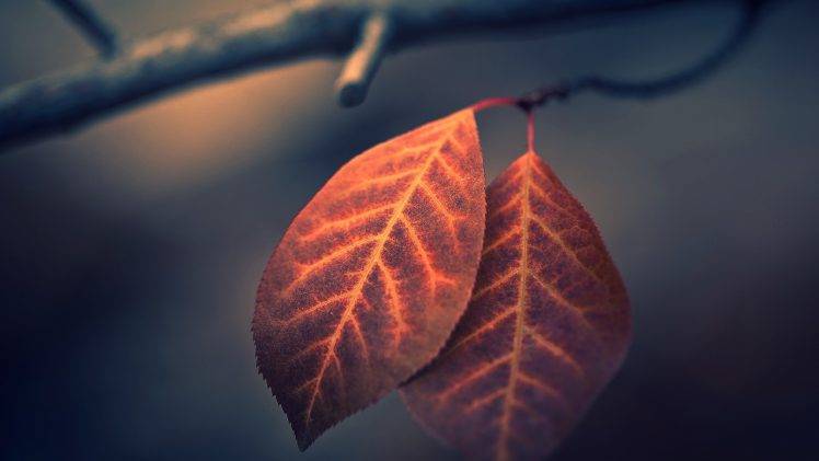 photography, Nature, Leaves, Macro, Branch, Fall HD Wallpaper Desktop Background