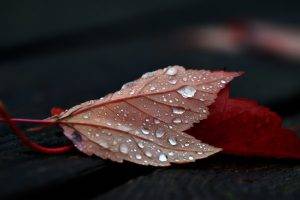 nature, Leaves, Fall, Closeup, Depth Of Field, Wooden Surface, Wet, Wood, Water Drops