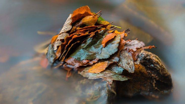 nature, Leaves, Fall, Closeup, Depth Of Field, Water Drops, Wet, Water, Long Exposure, Stone HD Wallpaper Desktop Background