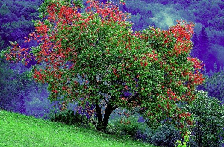 nature, Trees, Landscape HD Wallpaper Desktop Background