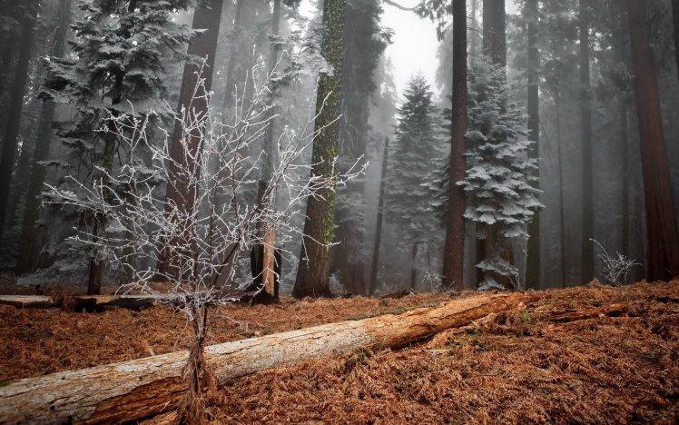 winter, Snow, Trees, Nature, Forest HD Wallpaper Desktop Background