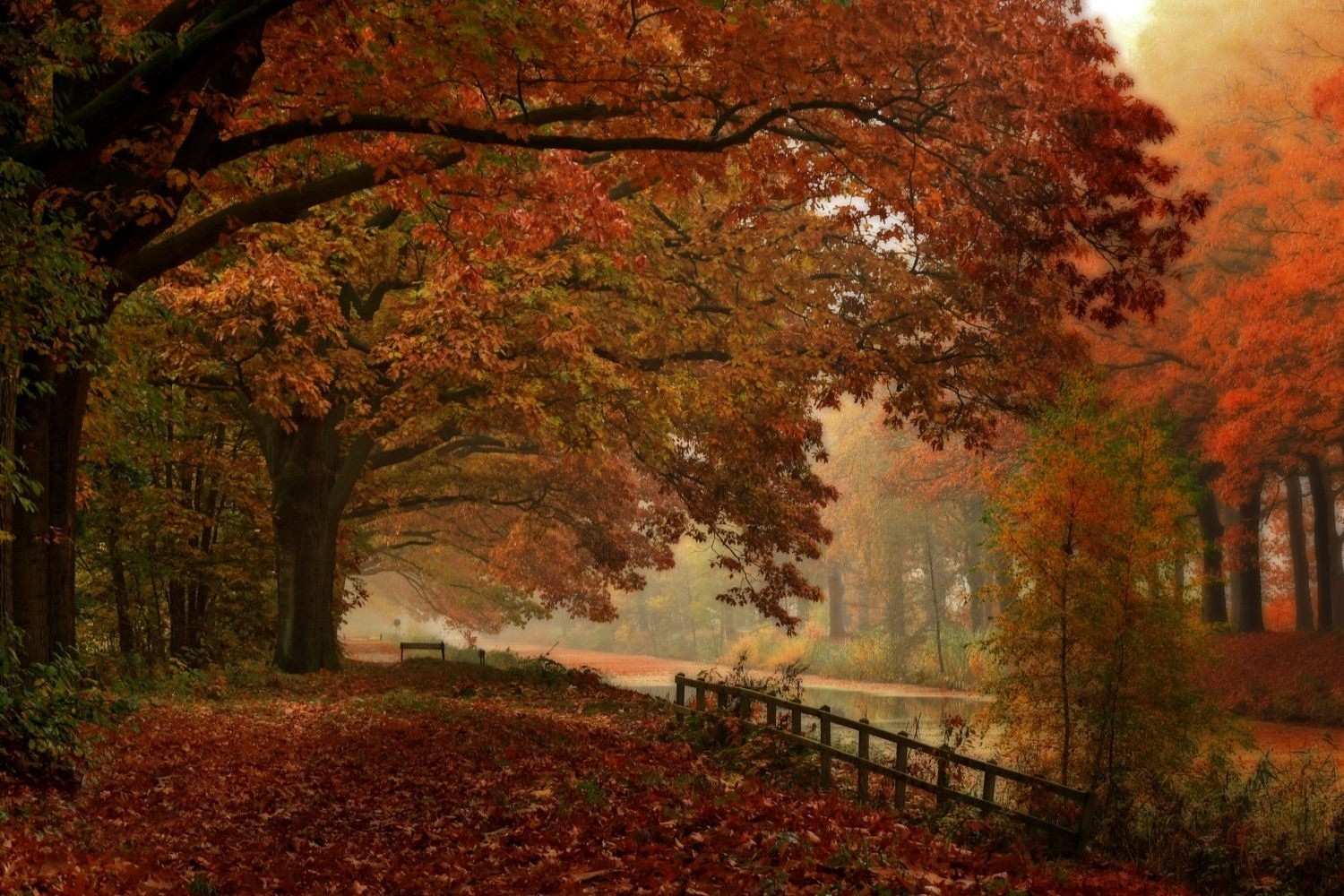walking, Landscape, Nature, Forest, Fall, River, Fence, Leaves, Trees, Mist, Netherlands Wallpaper