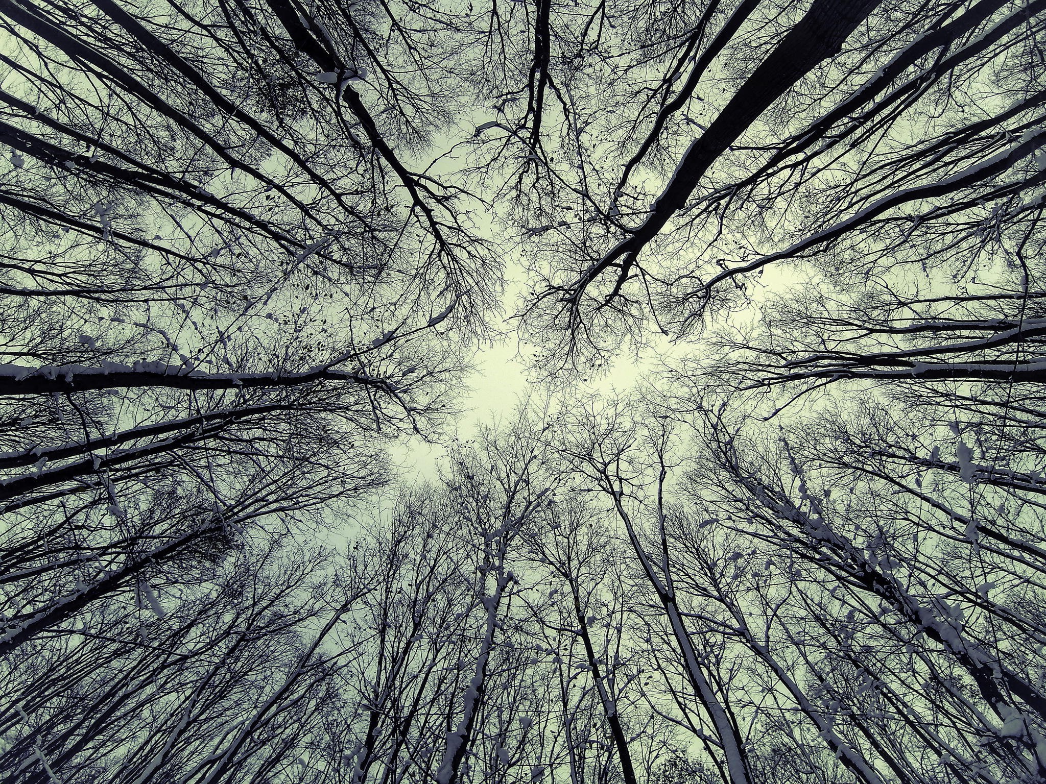 nature, Trees Wallpaper