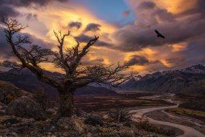 nature, Landscape, Trees, Condors, Birds, Sunset, River, Valley, Mountains, Sunlight, Clouds, Patagonia, Argentina