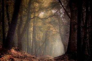 nature, Landscape, Spring, Forest, Path, Mist, Morning, Trees, Sunlight, France
