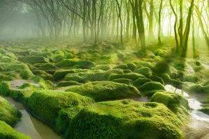 nature, Landscape, Water, Trees, Forest, Moss, Mist, Stones, Sun Rays, Morning, Green