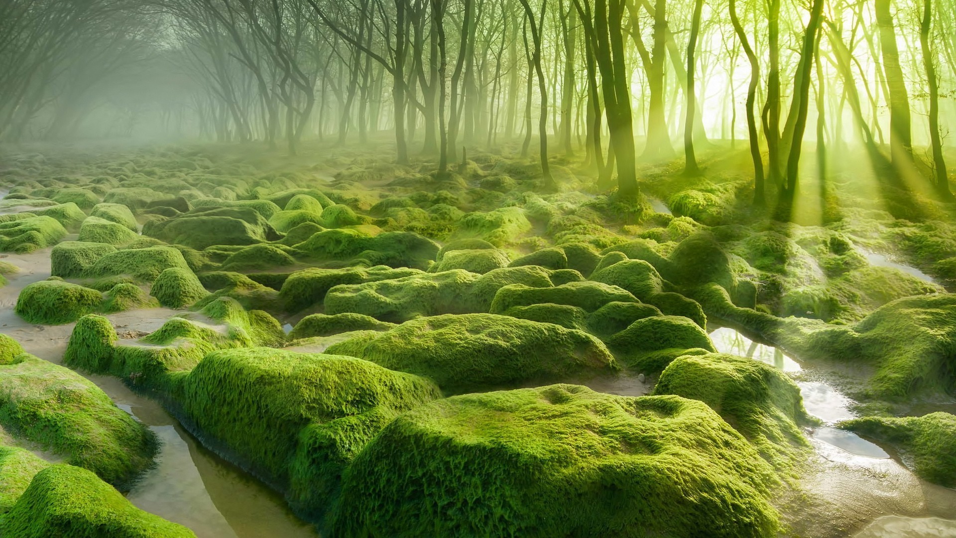 nature, Landscape, Water, Trees, Forest, Moss, Mist, Stones, Sun Rays, Morning, Green Wallpaper