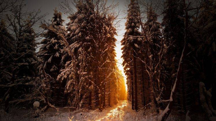 trees, Snow, Sunlight, Winter, Landscape HD Wallpaper Desktop Background