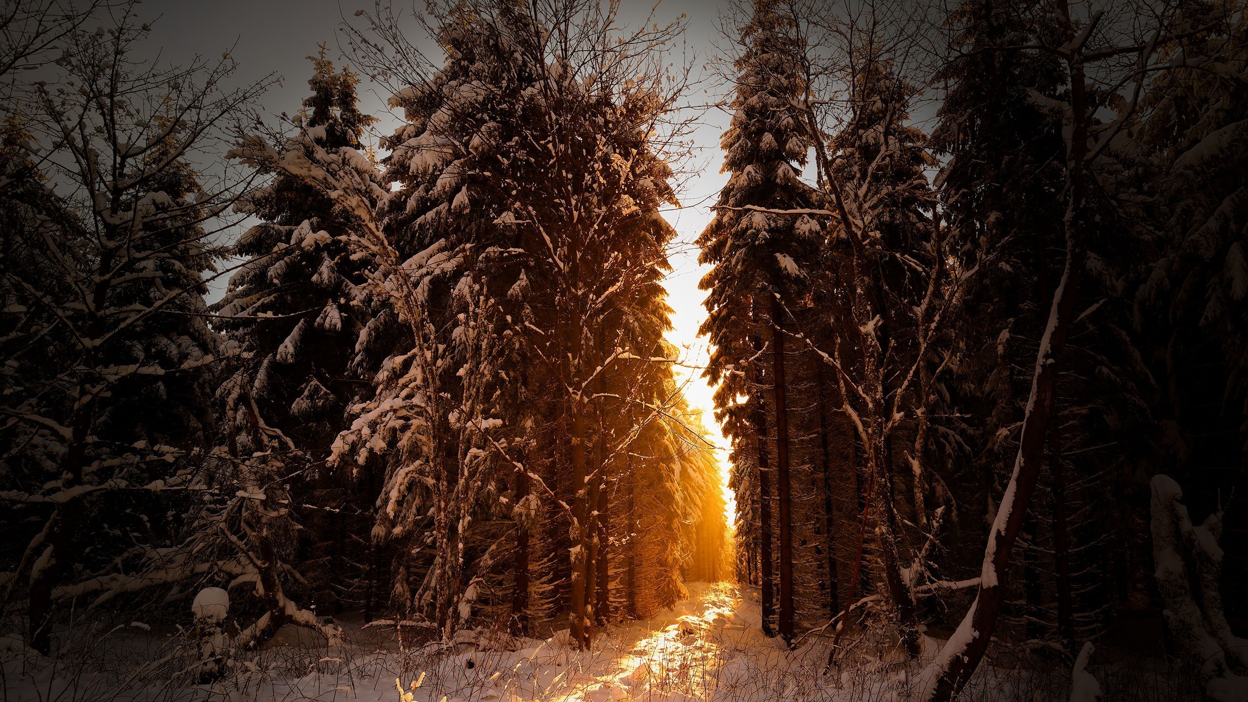 trees, Snow, Sunlight, Winter, Landscape Wallpaper